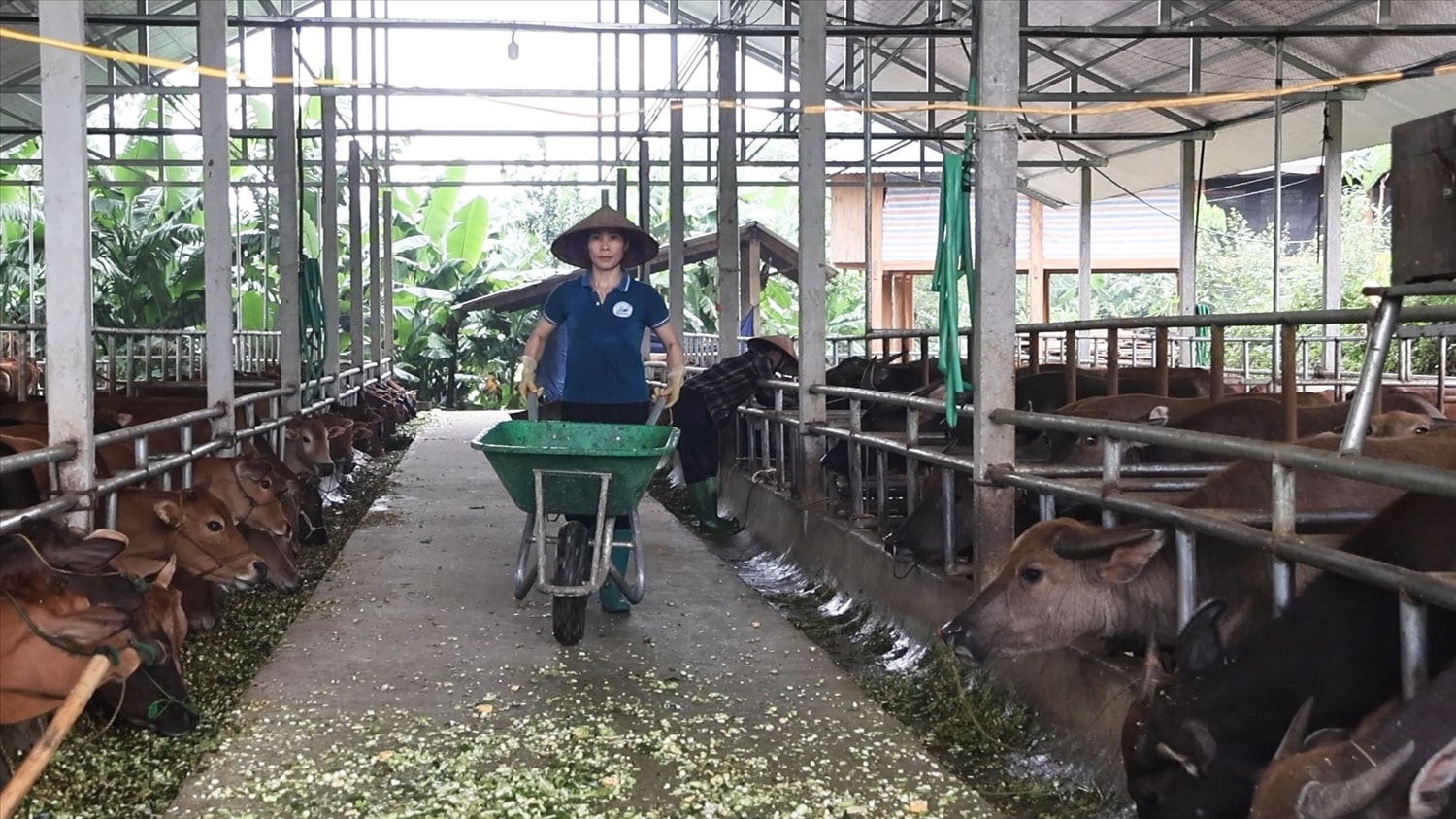 Trang trại giải quyết việc làm cho hàng chục lao động là người địa phương với mức thu nhập ổn định (Ảnh Trọng Bảo)