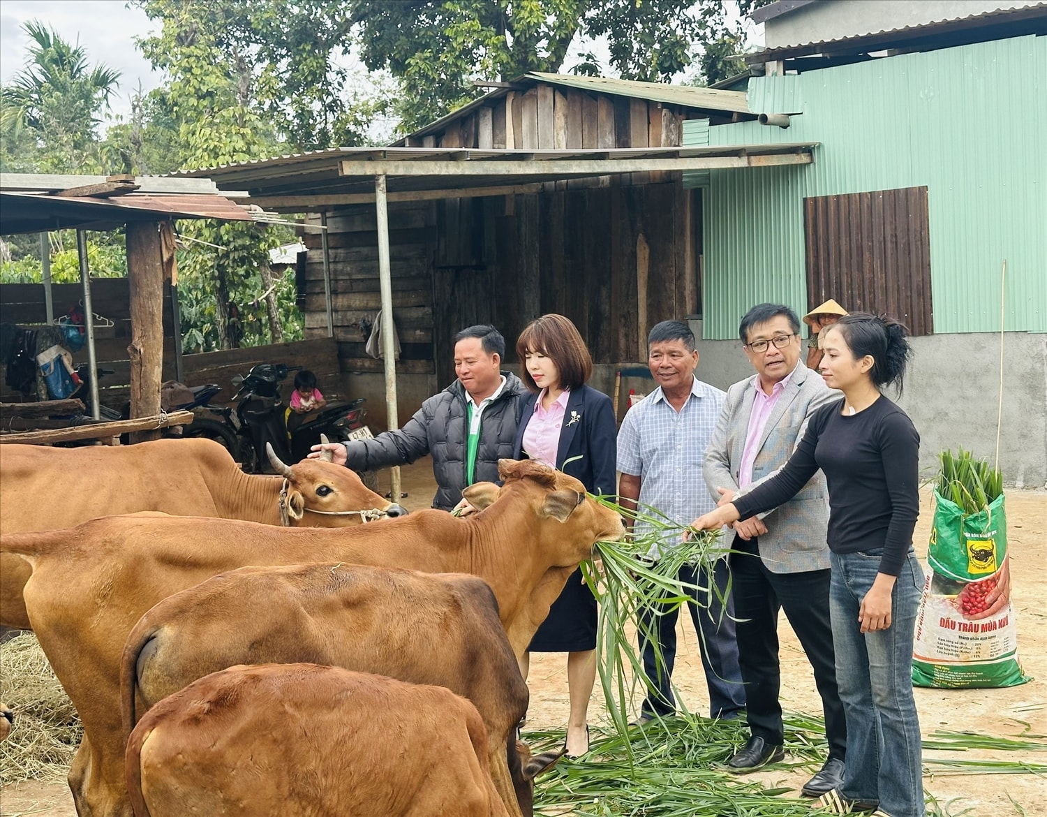 Lãnh đạo Chi nhasnhNHCSXH tỉnh Đắk Lắk  cùng chính quyền địa phương xã Ea MDroh thăm mô hình chăn nuôi bò sinh sản từ nguồn vốn tín dụng chính sách, góp phần giúp người dân phát triển sinh kế, nâng cao thu nhập.
