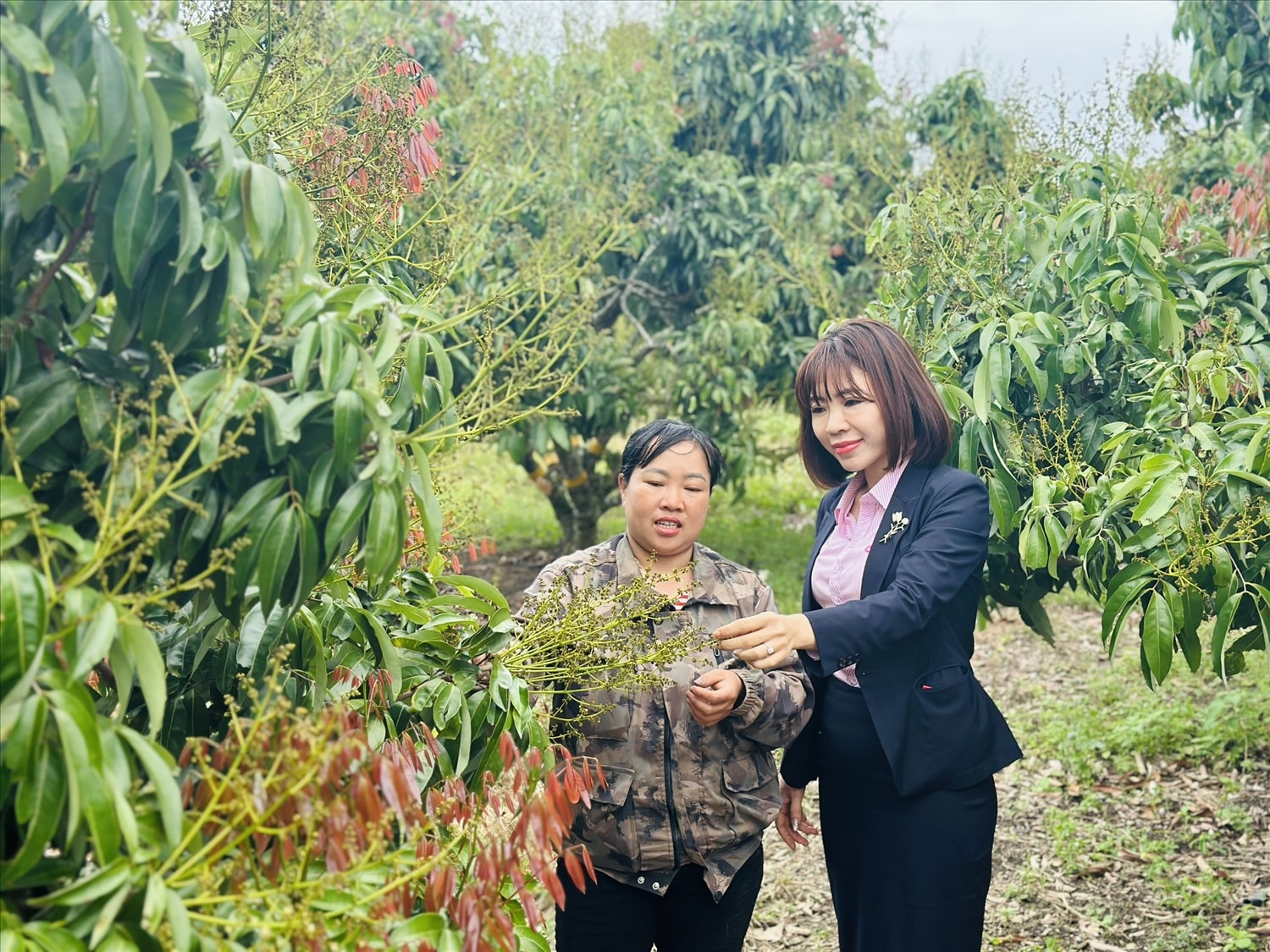 Phó Giám đốc Chi nhánh NHCSXH tỉnh Đắk Lắk Trần Thị Thắm  thăm mô hình người dân xã Ea Sô chăm sóc cây trồng, nâng cao hiệu quả sản xuất từ nguồn vốn vay ưu đãi từ NHCSXH Ea Kar.