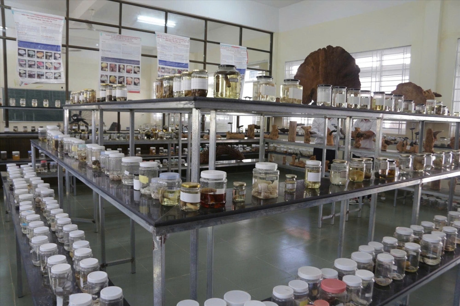 Các mẫu nấm được nhóm nghiên cứu thu thập, trưng bày tại Trường Đại học Tây Nguyên. (Ảnh: ITN)