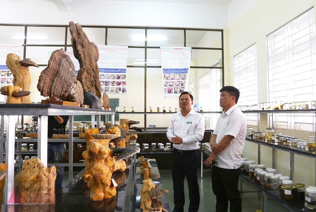 Phòng trưng bày nấm tại Trường Đại học Tây Nguyên. Ảnh: ITN