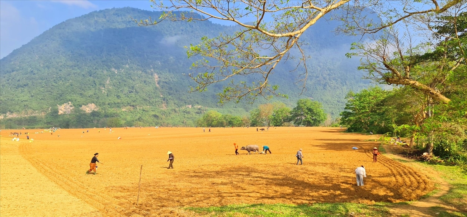 Nông dân ở xã Trường Sơn, tỉnh Quảng Trị xuống đồng trồng lạc vụ Xuân (Ảnh: Phạm Tiến)