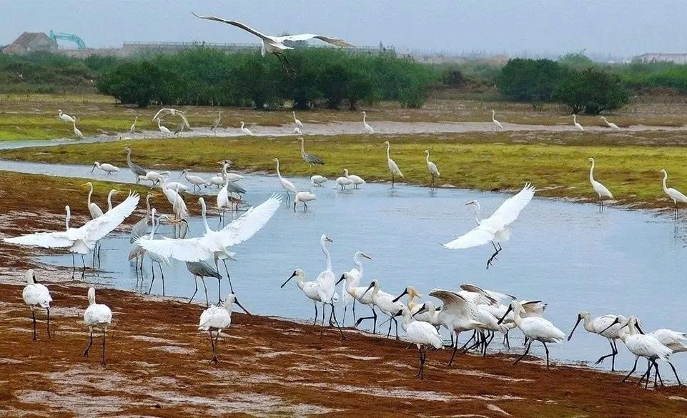 Vườn quốc gia Xuân Thủy – điểm dừng chân của nhiều loài chim trong mùa di cư.