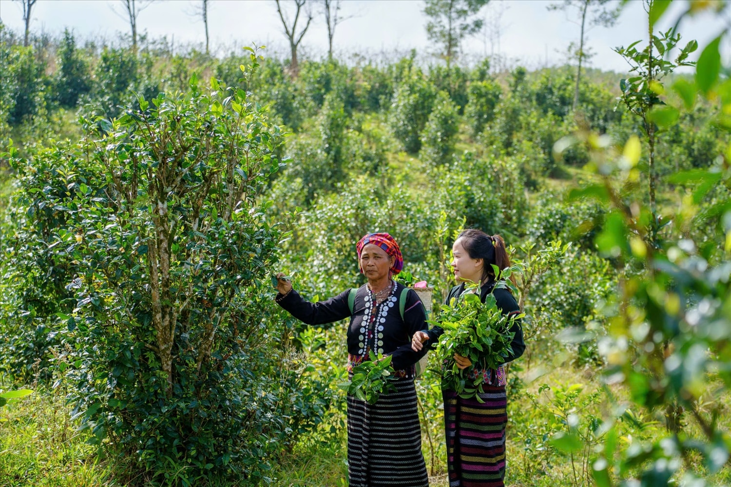 HTX Nông sản sạch Húc hiện có 13 xã viên,  canh tác gần 10ha chè sạch 