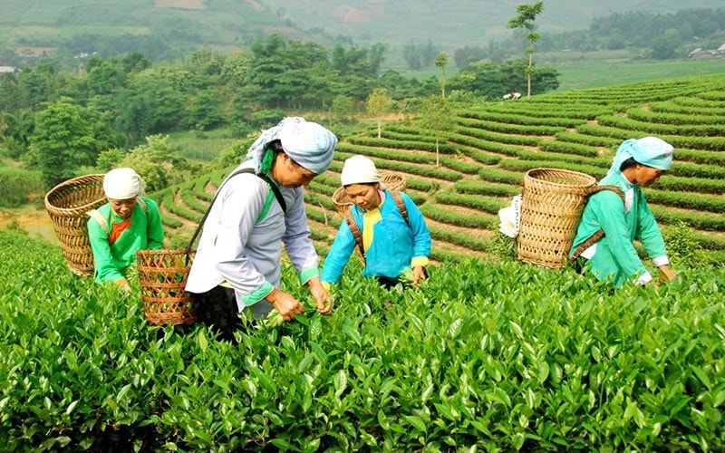 Lào Cai sẽ tập trung đào tạo nghề và giải quyết việc làm để giảm nghèo bền vững (Ảnh Trọng Bảo)