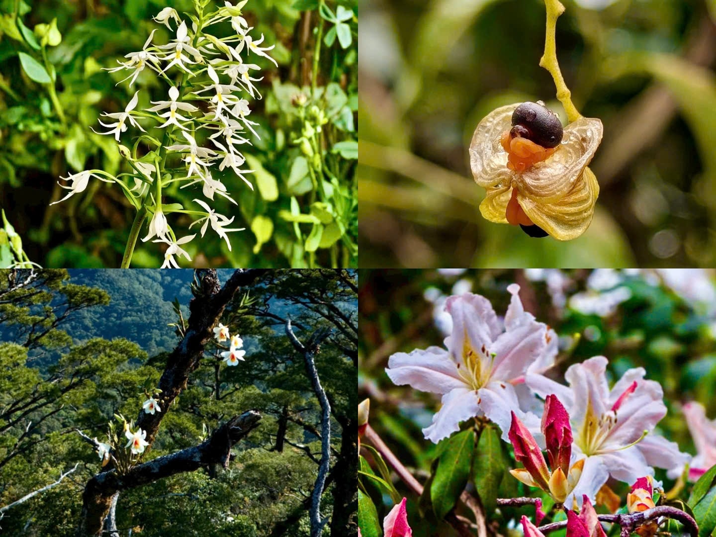 Trên đỉnh núi Ngọk Pâng du khách sẽ được chiêm ngưỡng nhiều loài hoa đặc trưng của núi rừng Tây Nguyên