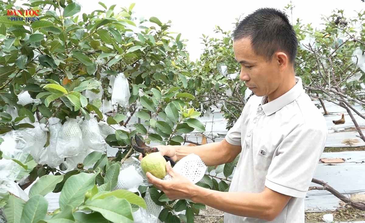 Cây ổi Hoành Bồ đã trở thành cây trồng chủ lực của người dân địa phương 