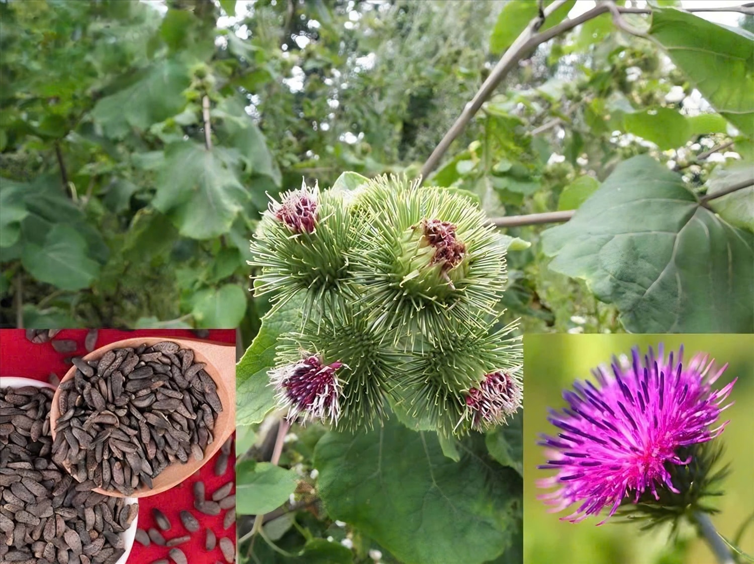 Ngưu bàng được xem là một cây thuốc quý với nhiều công dụng chữa bệnh thần kỳ. (Ảnh minh họa)