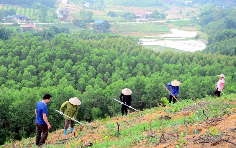 Gần 1.900 tỷ đồng hỗ trợ 6 tỉnh phía Bắc phát triển rừng bền vững (Ảnh IT)