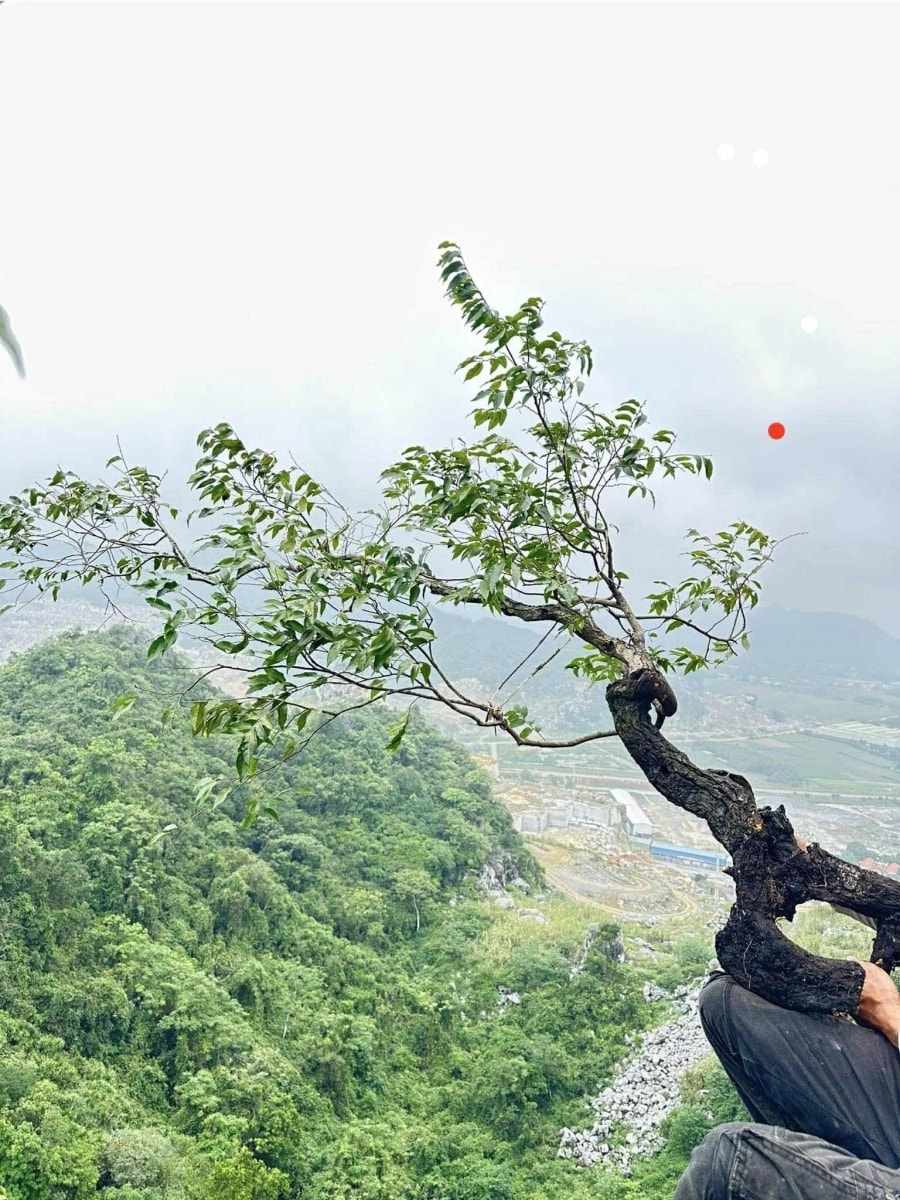 Cây muội hồng