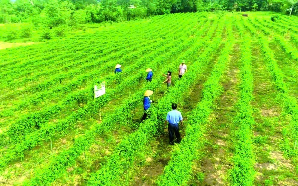 Việt Nam ưu tiên trồng và phát triển cây dược liệu ( ảnh St)