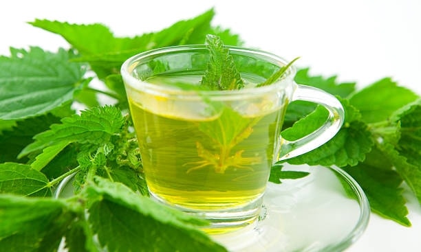 Cây tầm gai có chứa chất flavonoid rutin, chống oxy hoá tế bào, phòng chống các tác nhân có hại có cơ thể. Ảnh: minh họa
