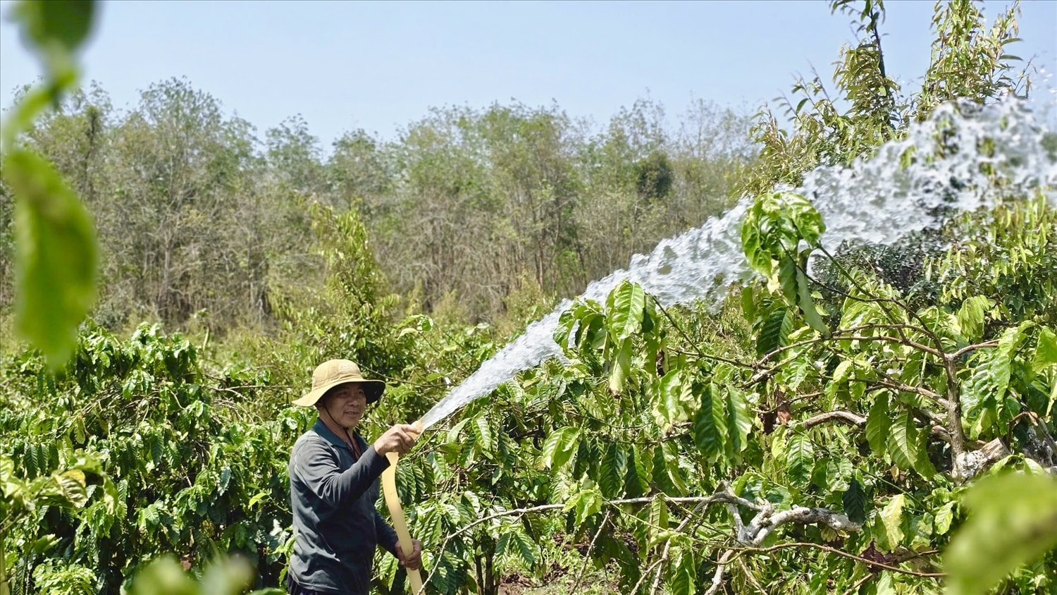 Ông Nam không còn lo chi phí xăng dầu biến động nhờ lắp đặt hệ thống pin năng lượng mặt trời phục vụ tưới tiêu cho cây cà phê