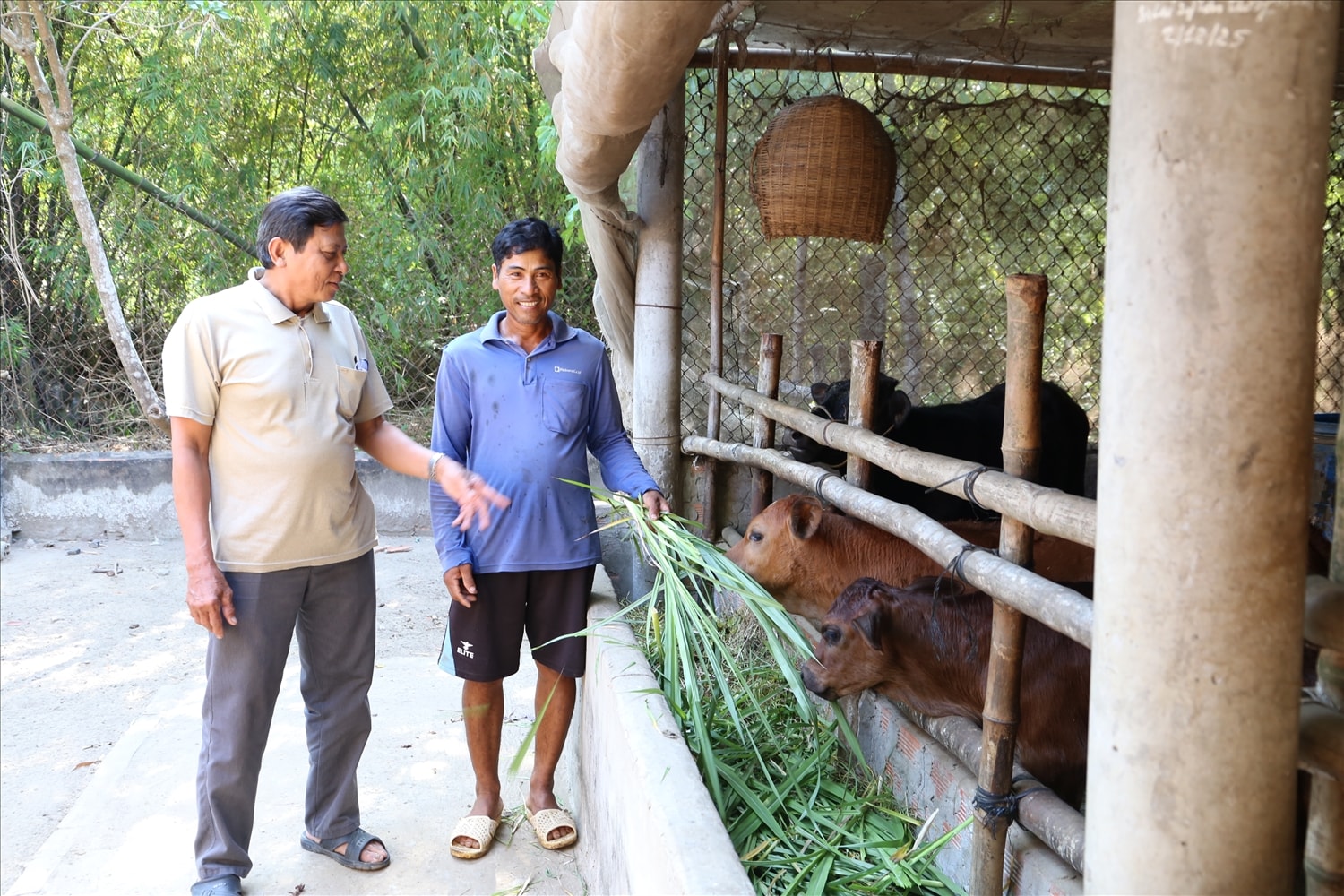 Kinh tế của gia đình ông Thạch Sa Na ngày càng phát triển nhờ mô hình nuôi bò sinh sản