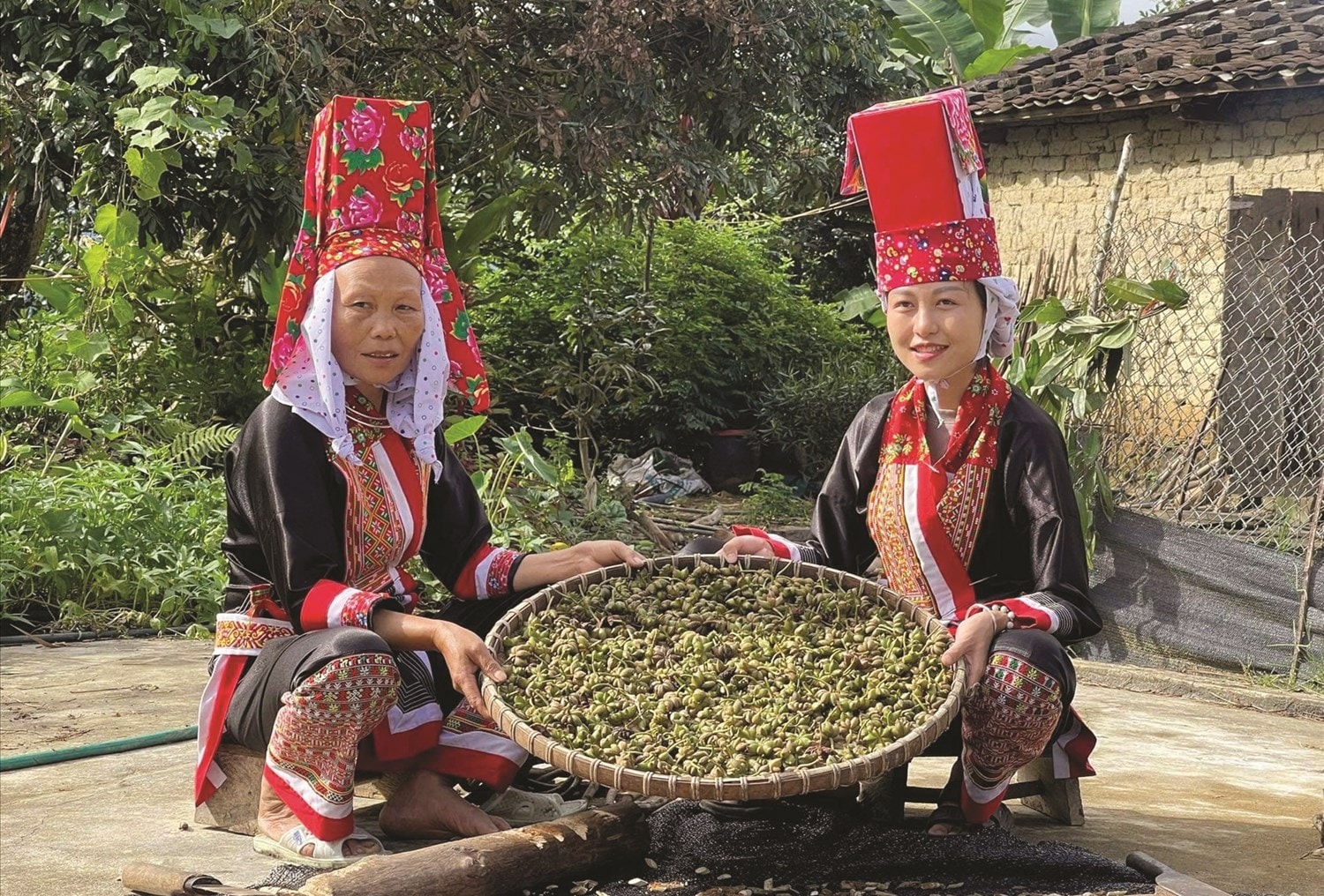 Bà con người Dao Thanh Phán thu hoạch dược liệu quý trà hoa vàng ở khu vực miền núi Quảng Ninh