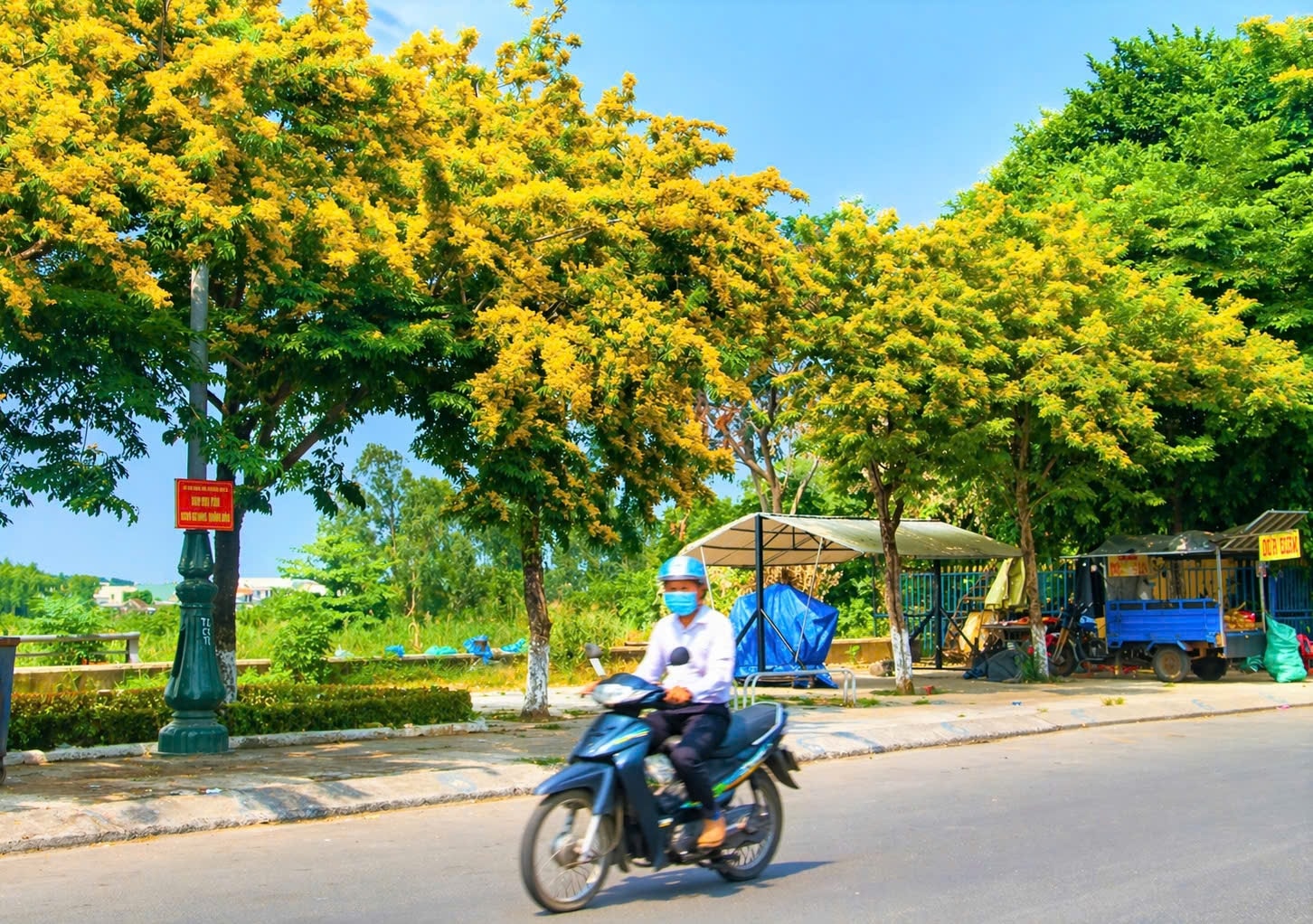 Những ngày tháng 4, hoa sưa bung nở vàng ở các tuyến đường ở khu vực Tam Kỳ, TP Đà Nẵng. (Ảnh NT)