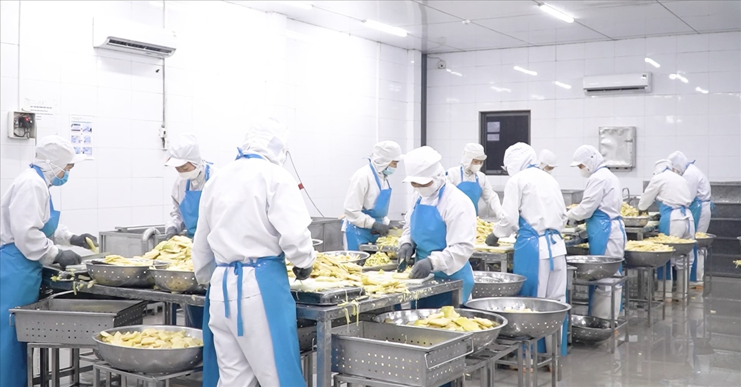 Măng Bát Độ được nhà máy bao tiêu và chế biến sâu theo tuyên chuẩn quốc tế, ngoài ra lực lượng lao động chính tại nhà máy là người DTTS tại địa phương