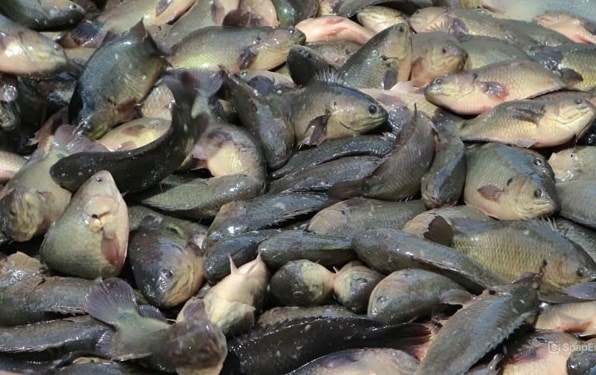 (Tổng hợp) Hướng dẫn kỹ thuật nuôi cá rô đồng thương phẩm