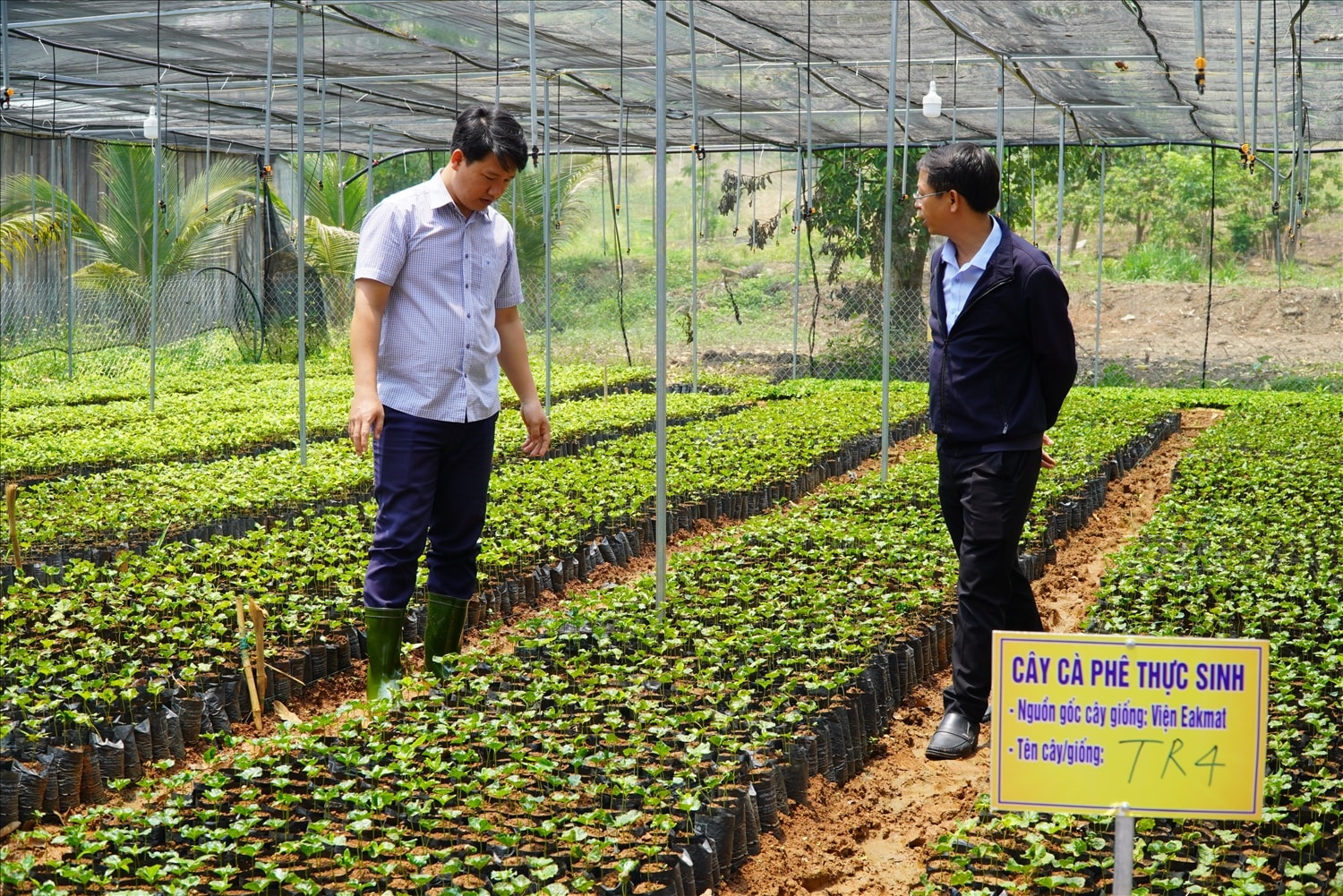 Lãnh đạo UBND xã Đăk Kôi thăm quan mô hình ươm cây giống cà phê của Nhóm thanh niên sản xuất cây giống xã Đăk Kôi. (Ảnh: Ngọc Chí)