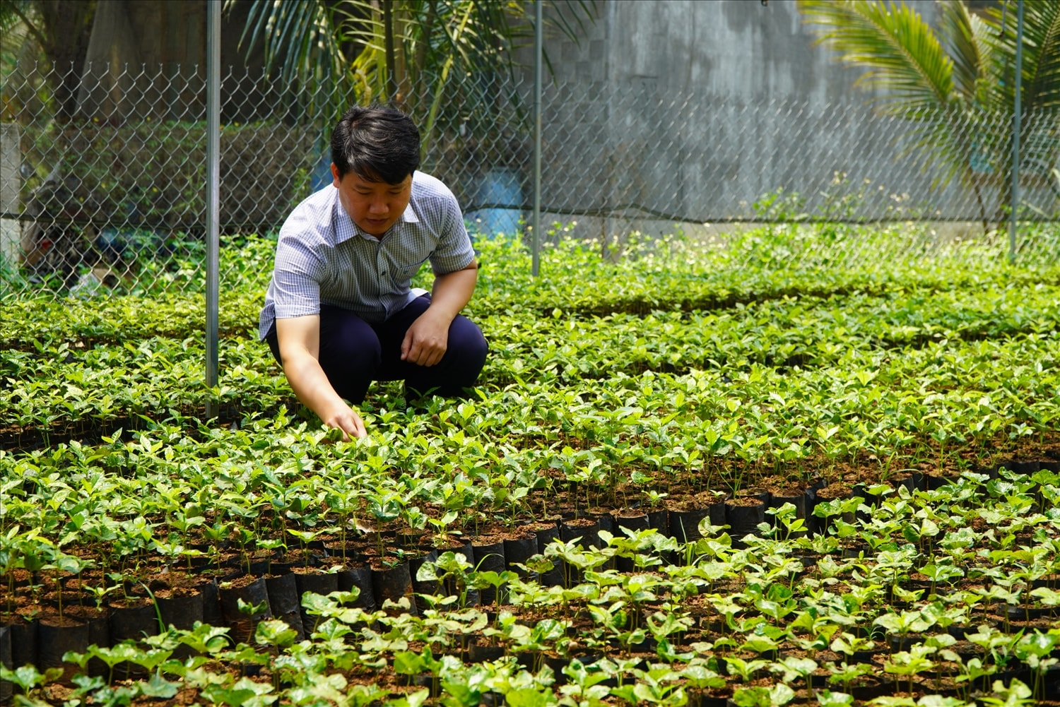Anh Nguyễn Duy Khánh, Trưởng nhóm Thanh niên sản xuất cây giống xã Đăk Kôi chăm sóc vườn ươm cây giống cà phê. (Ảnh: Ngọc Chí)