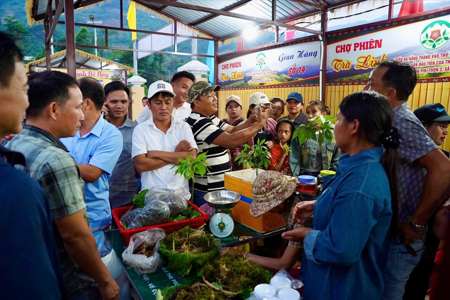 Chợ phiên Trà Linh có khoảng 20 gian hàng trưng bày sâm Ngọc Linh, dược liệu, nông sản của đồng bào Xơ Đăng. (Ảnh MQ)