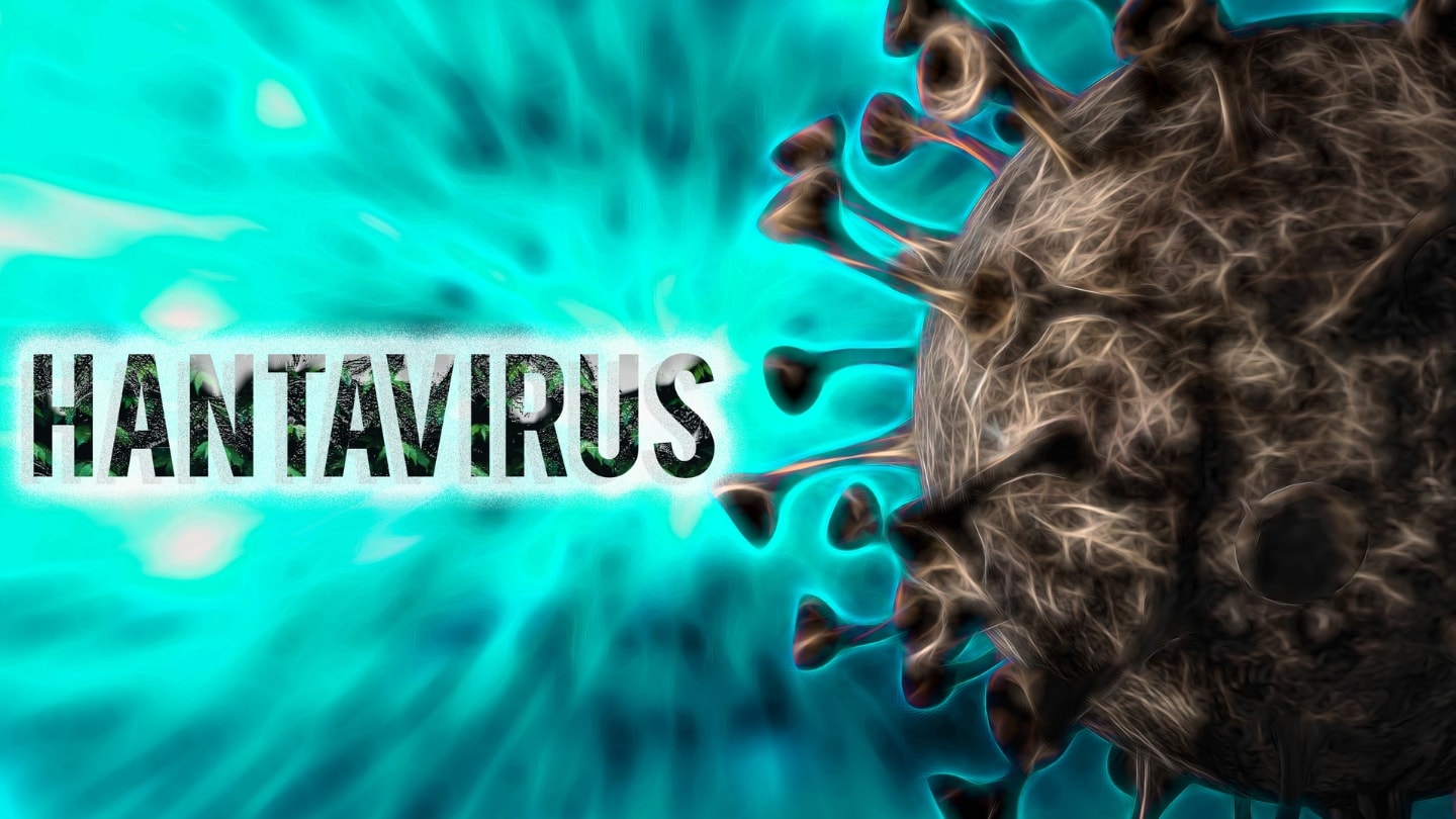 Bộ Y tế cảnh báo nguy cơ lây nhiễm virus Hanta từ chuột (Ảnh IT)