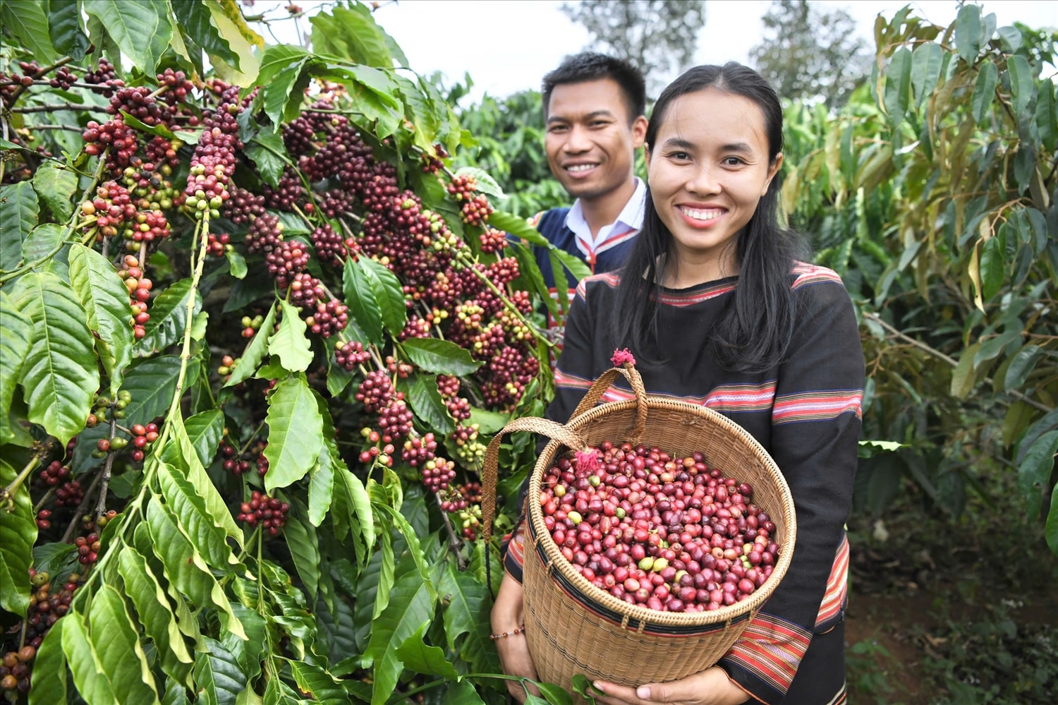 Hành trình khám phá cây cà phê gắn với cuộc sống của đồng bào Tây Nguyên luôn mang đến những trải nghiệm đặc biệt