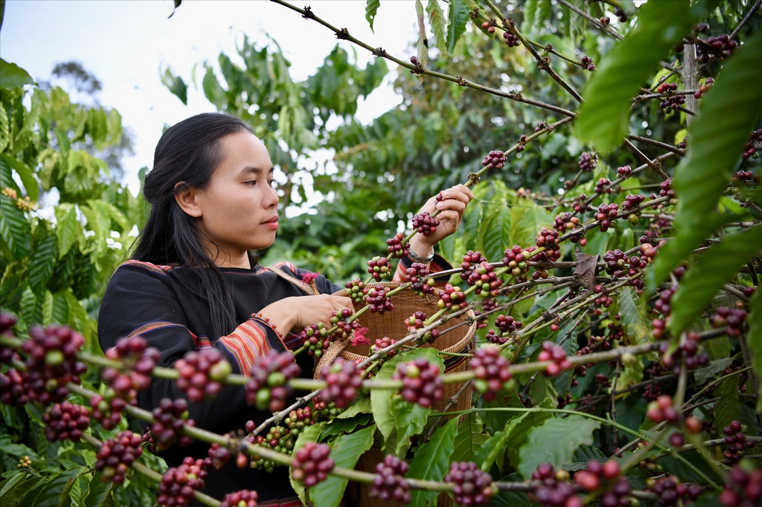 Cây cà phê đang dần mở ra hướng mới cho du lịch trải nghiệm 