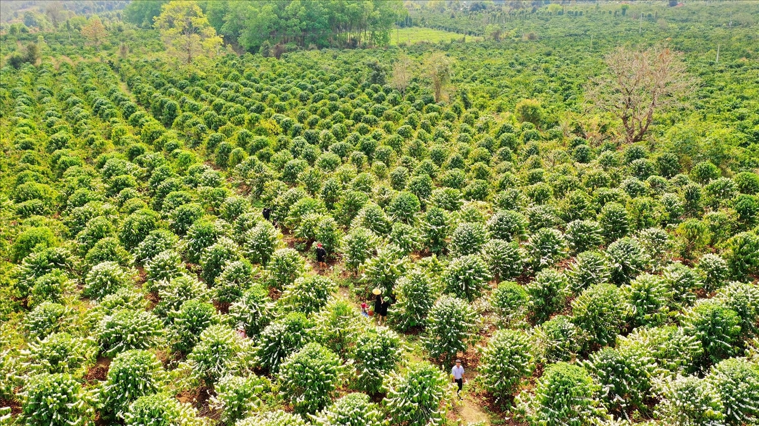 Gia Lai nằm trong nhóm địa phương dẫn đầu cả nước về quy mô sản xuất cà phê