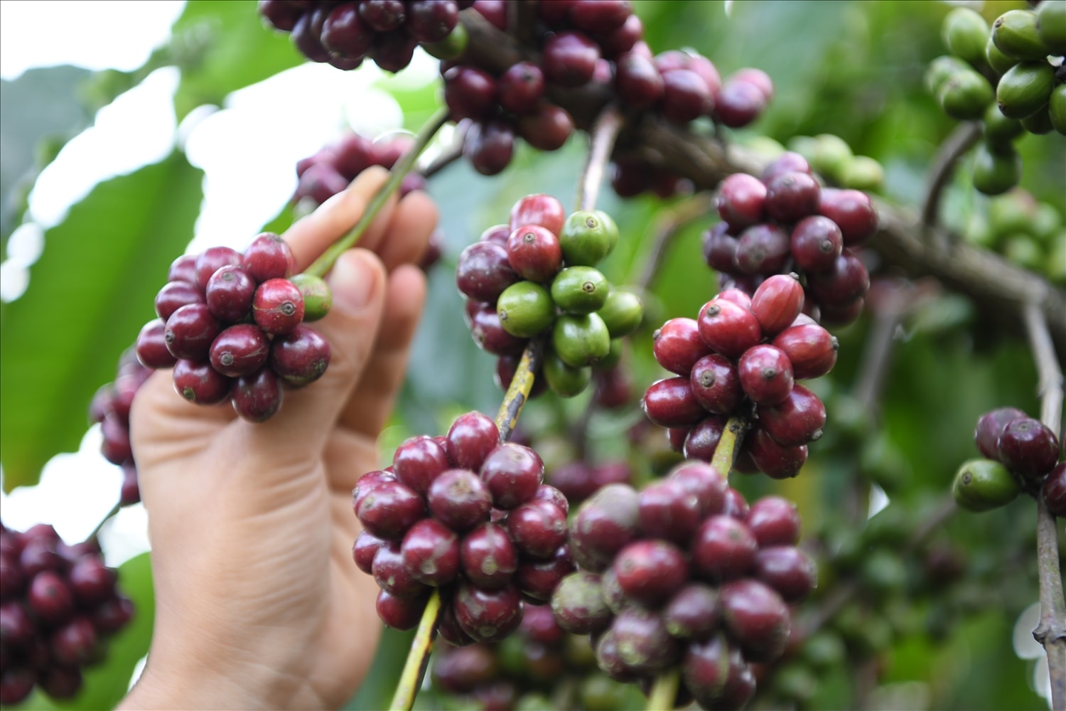 Được tận tay thu hoạch những quả cà phê chín đỏ sẽ mang lại cho du khách những cảm xúc mới mẻ, đáng nhớ
