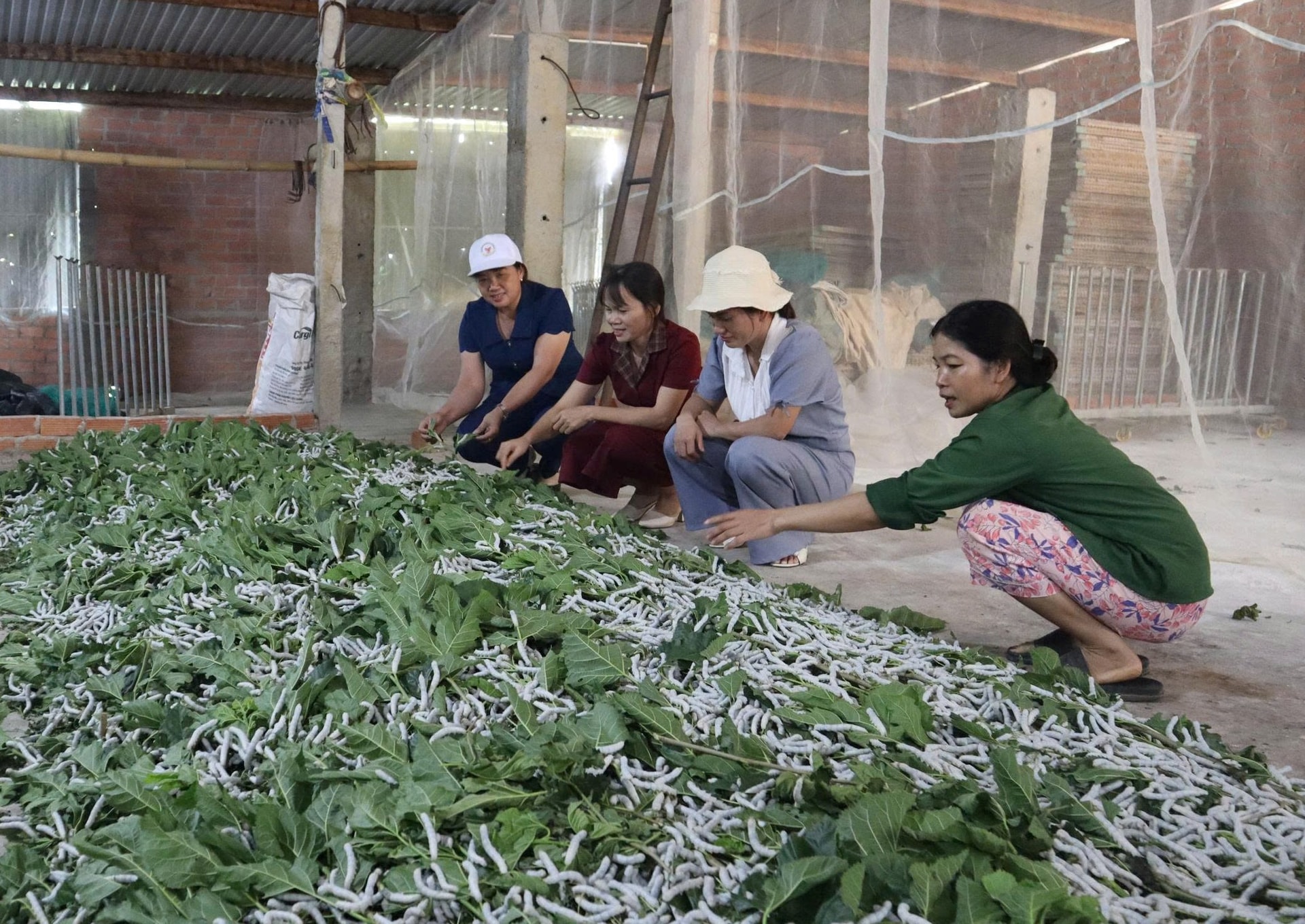 Chị Tô Thị Nguyệt (bìa phải) phát triển mô hình trồng dâu nuôi tằm