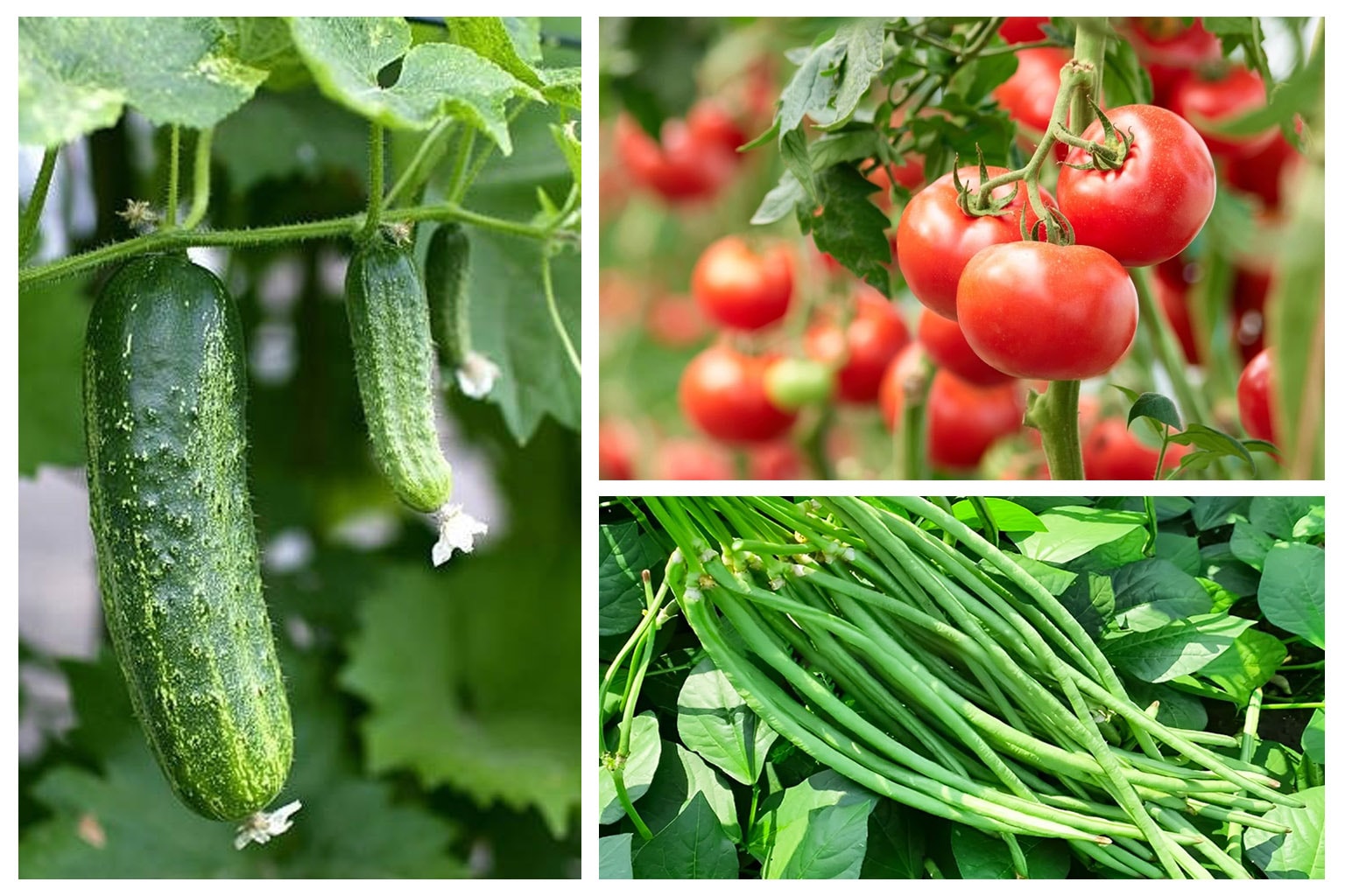 Kỹ thuật trồng các loại rau ăn quả phổ biến tháng 5 