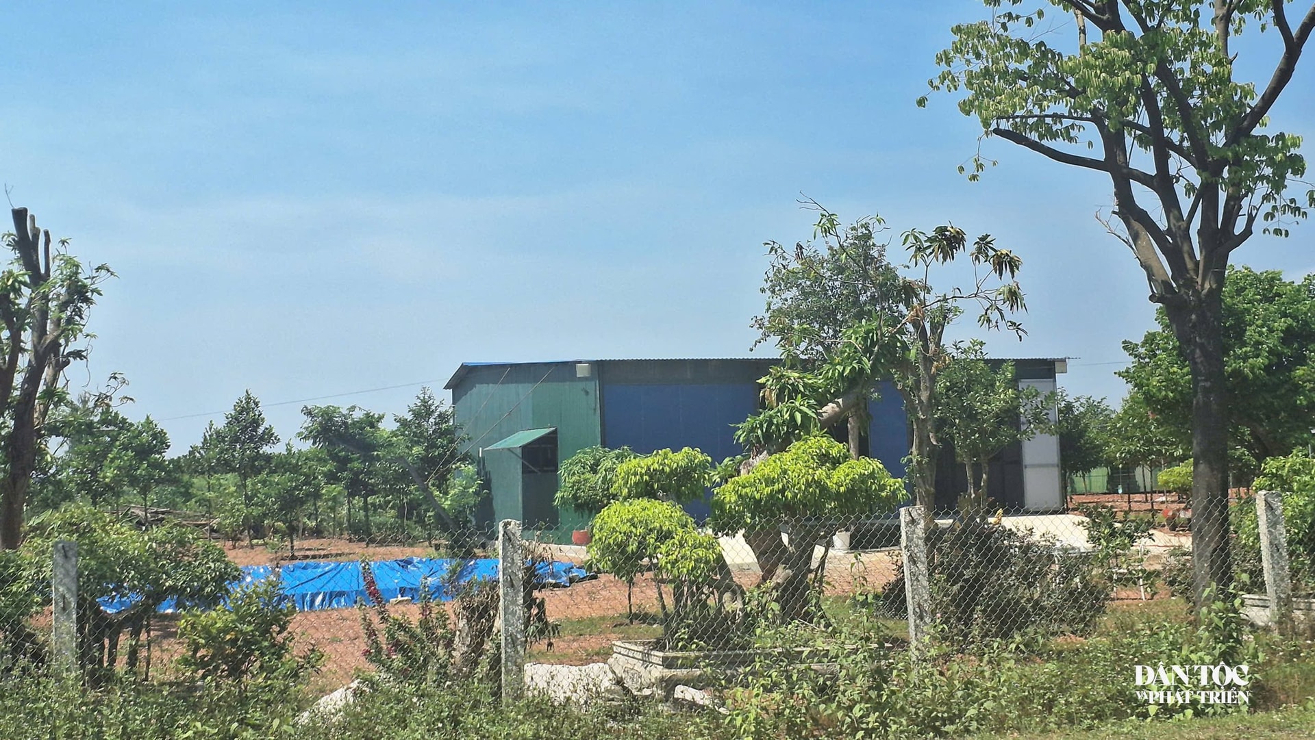 Các hộ dân đã trồng cây cảnh cỡ lớn trên đất rừng do Nhà nước quản lý. (Ảnh: Phạm Tiến)