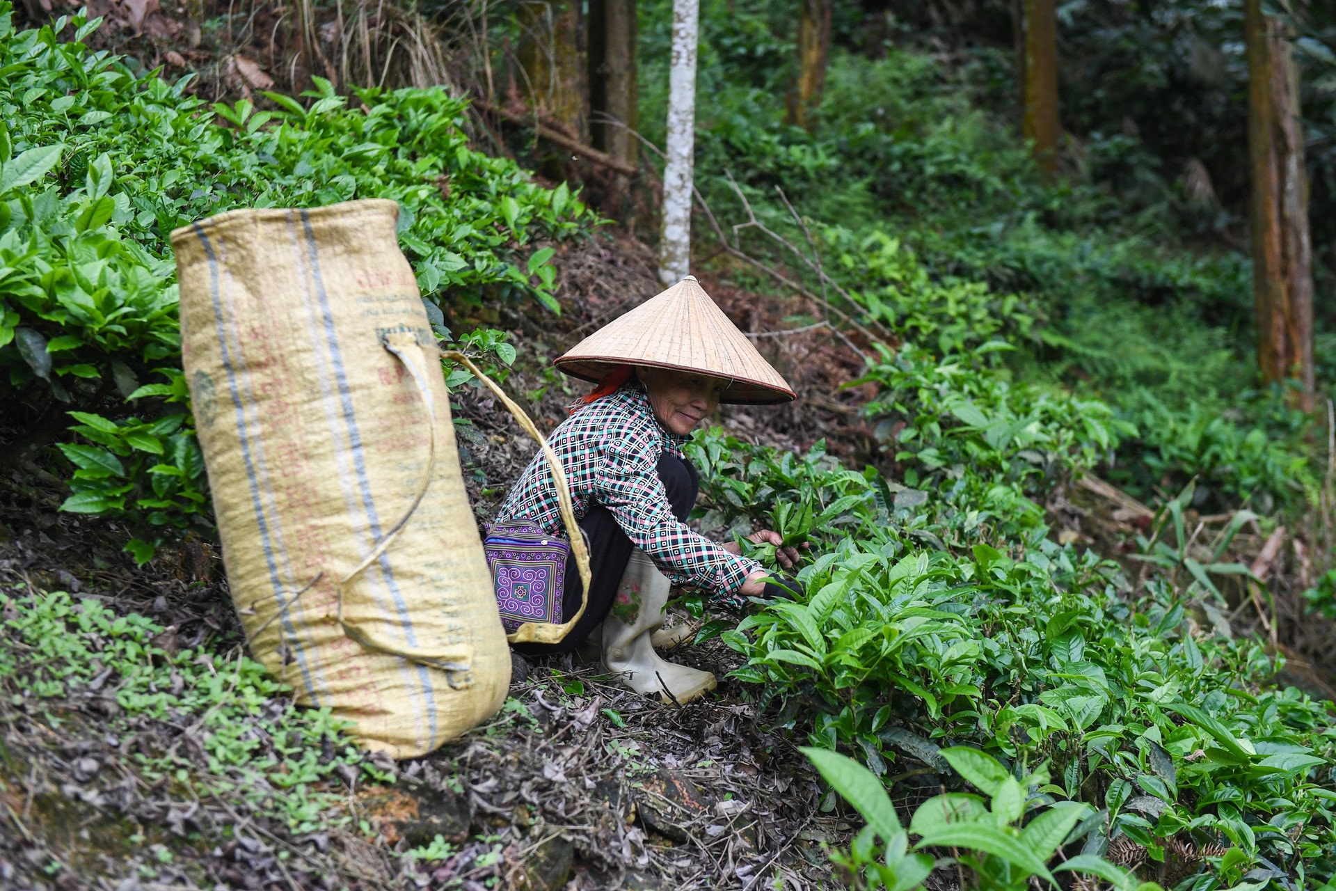 Lao Cai.jpg