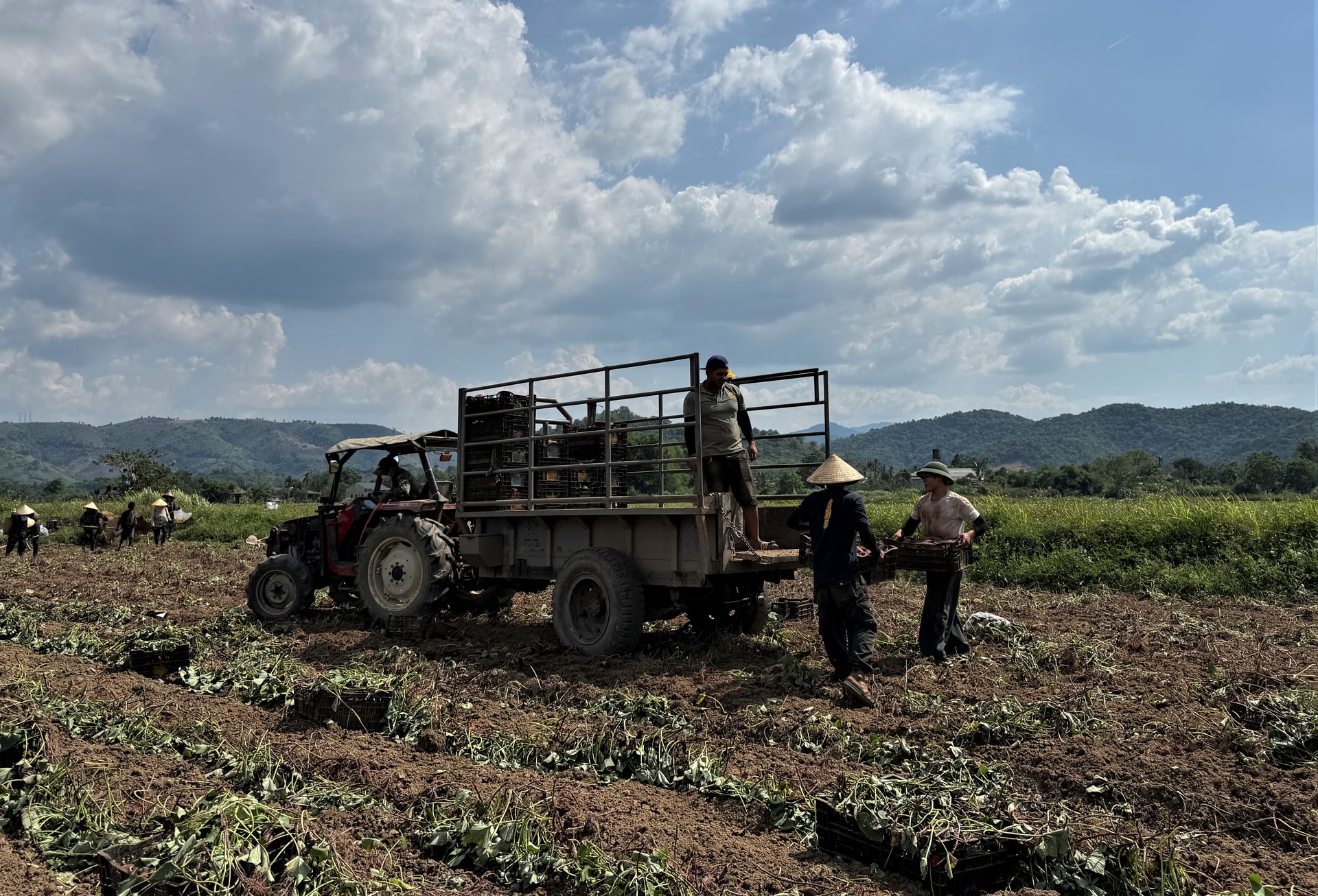Khoai lang rớt giá, thương lái dè dặt thu mua