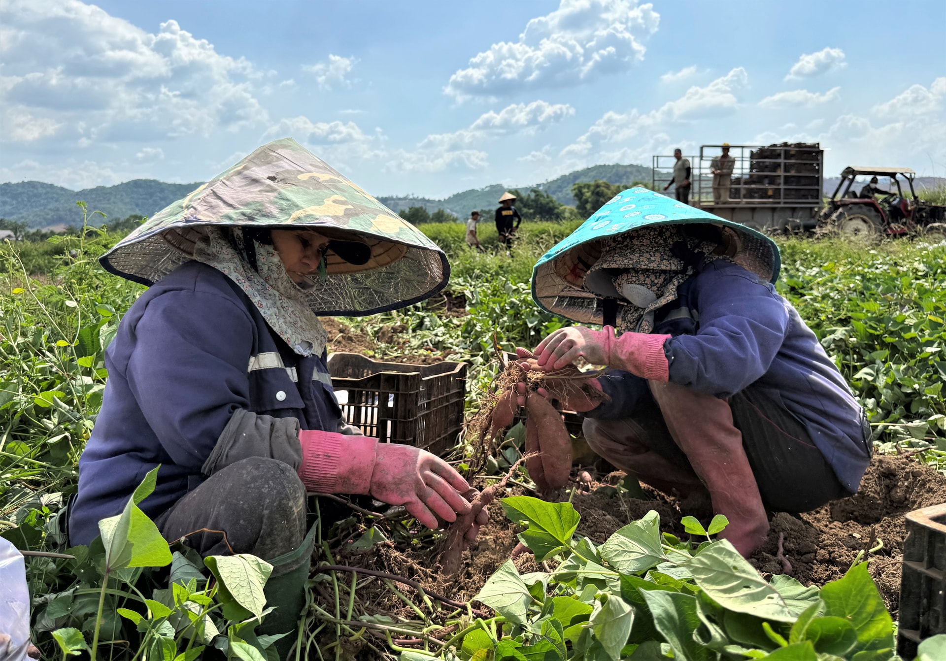 Người dân xã Đắk Phơi bước vụ thu hoạch khoai lang