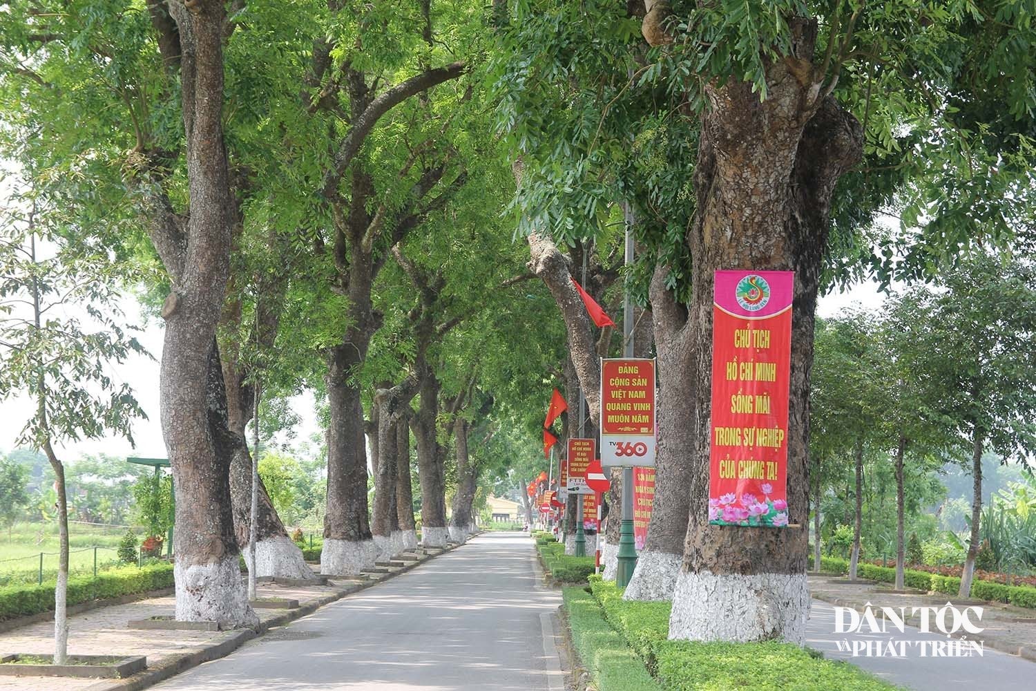 Đường về quê Bác rợp bóng cây xanh
