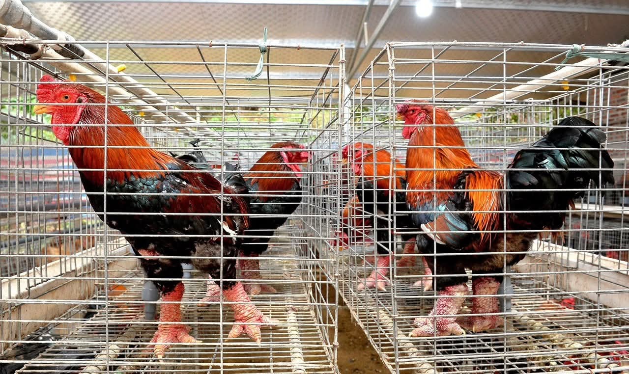Những chú gà trống được chăm sóc tốt để lai tạo giống.