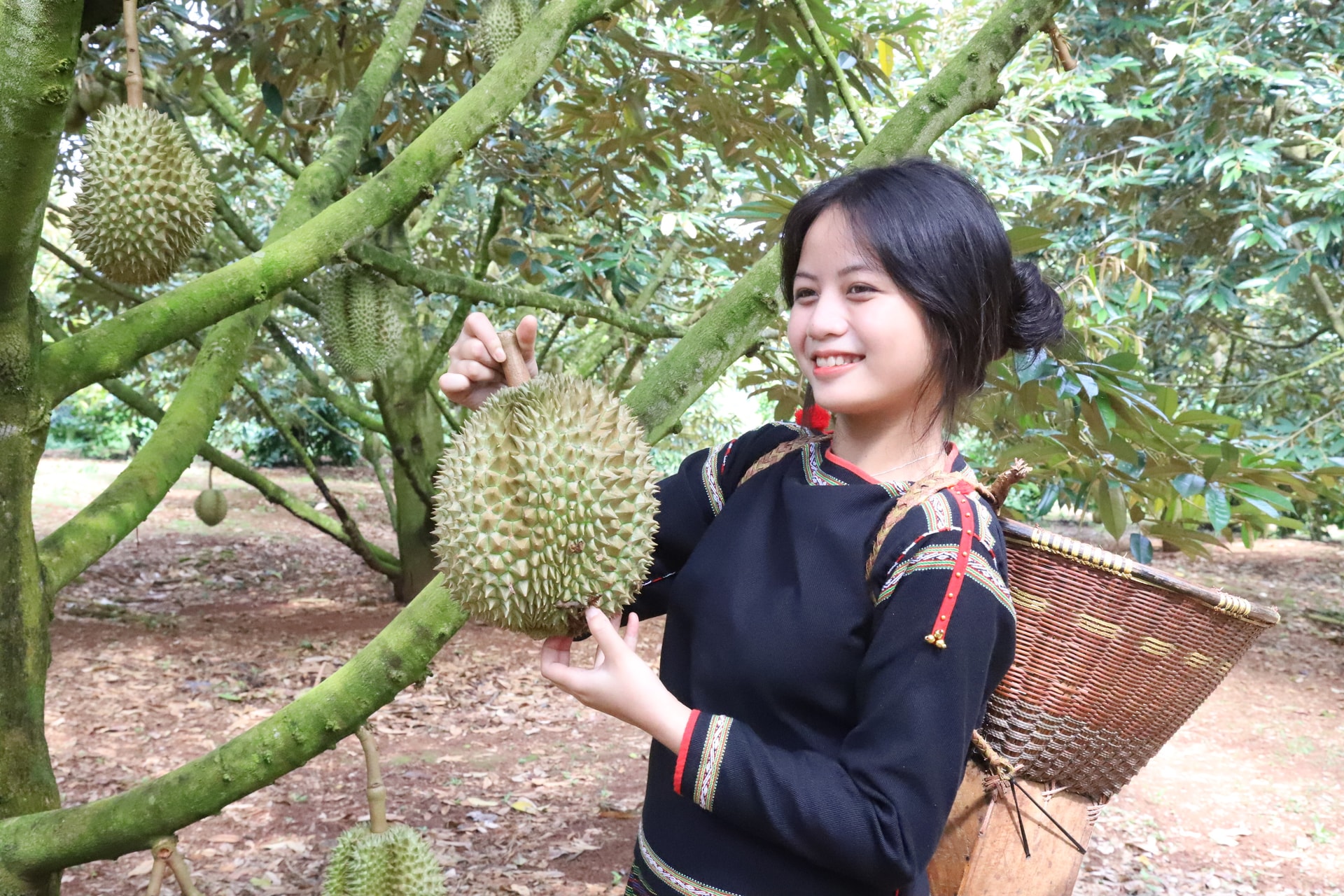 Sầu riêng là một trong các lại nông sản chủ lực của tỉnh Đắk Lắk