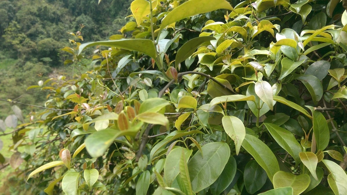 thịt 2
