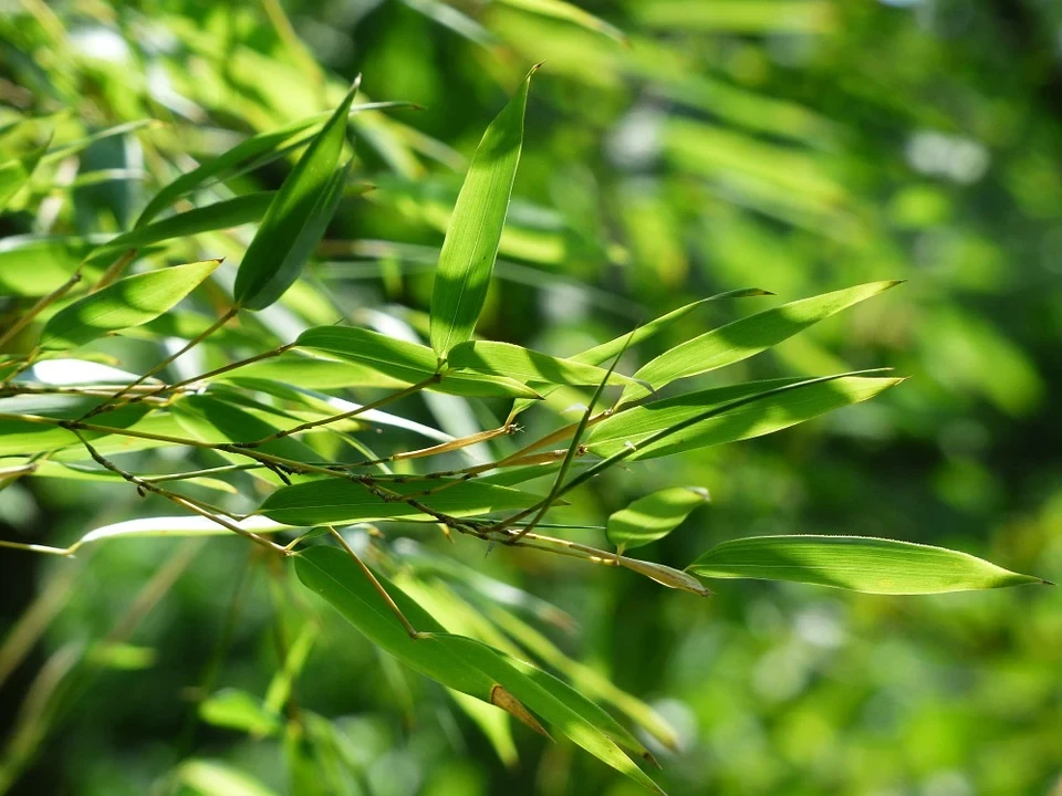 la-tre-xanh-voi-anh-nang-mat-troi-chieu-qua.webp