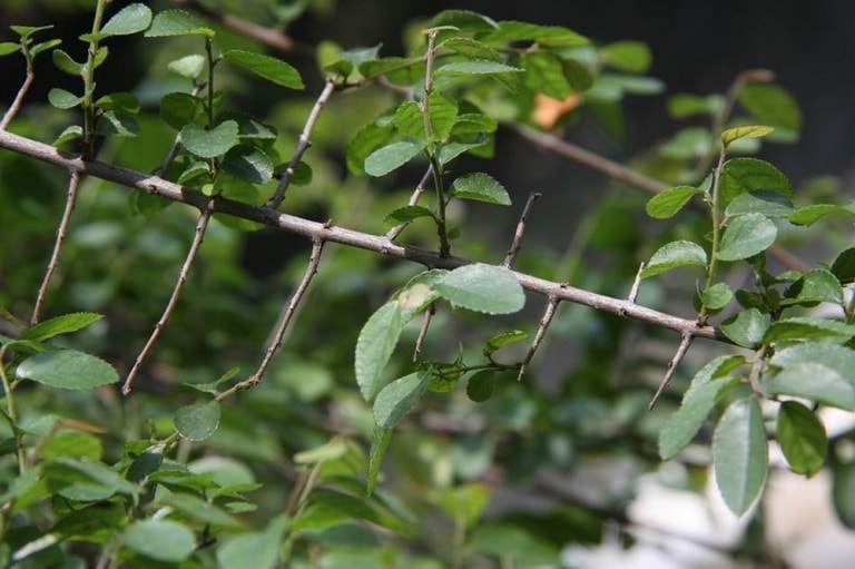 la-canh-chau-chua-thuy-dau.jpg