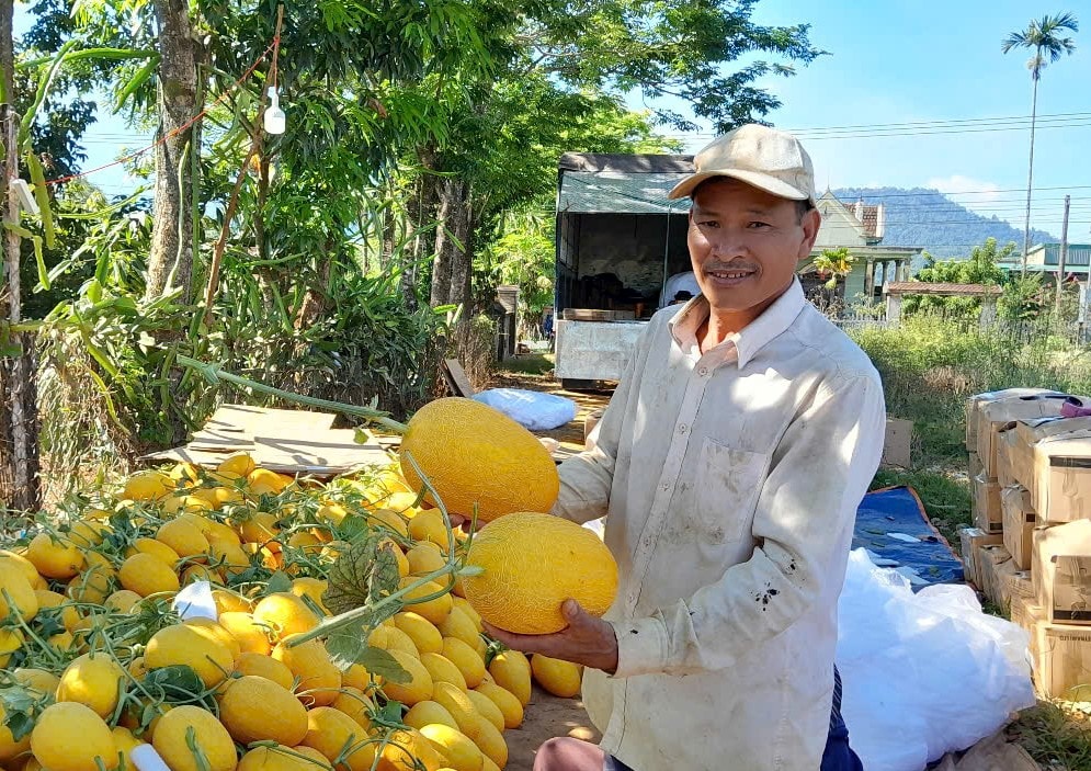 Trồng dưa lưới trong nhà màng, ông Lê Tất Cương thu nhập hàng trăm triệu đồng