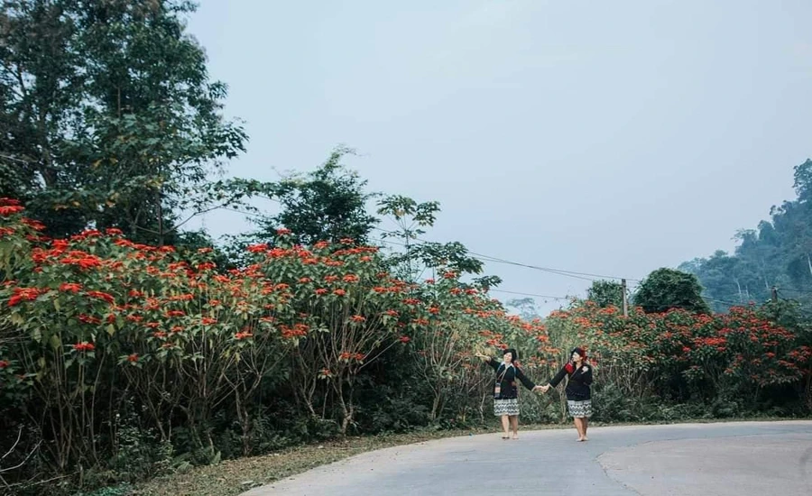 Vườn quốc gia Xuân Sơn vào mùa hoa trạng nguyên