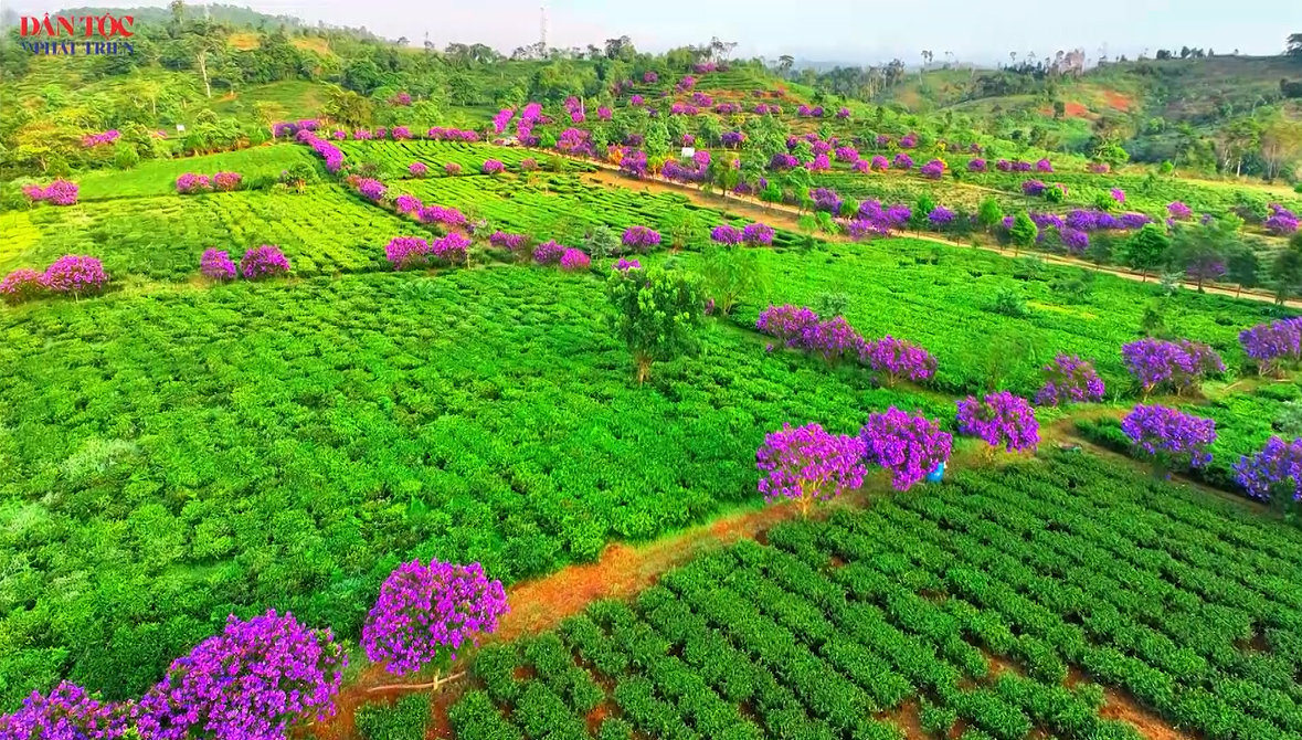 [Short Video] Tím lịm sắc hoa mua giữa đồi chè Kon Plông 