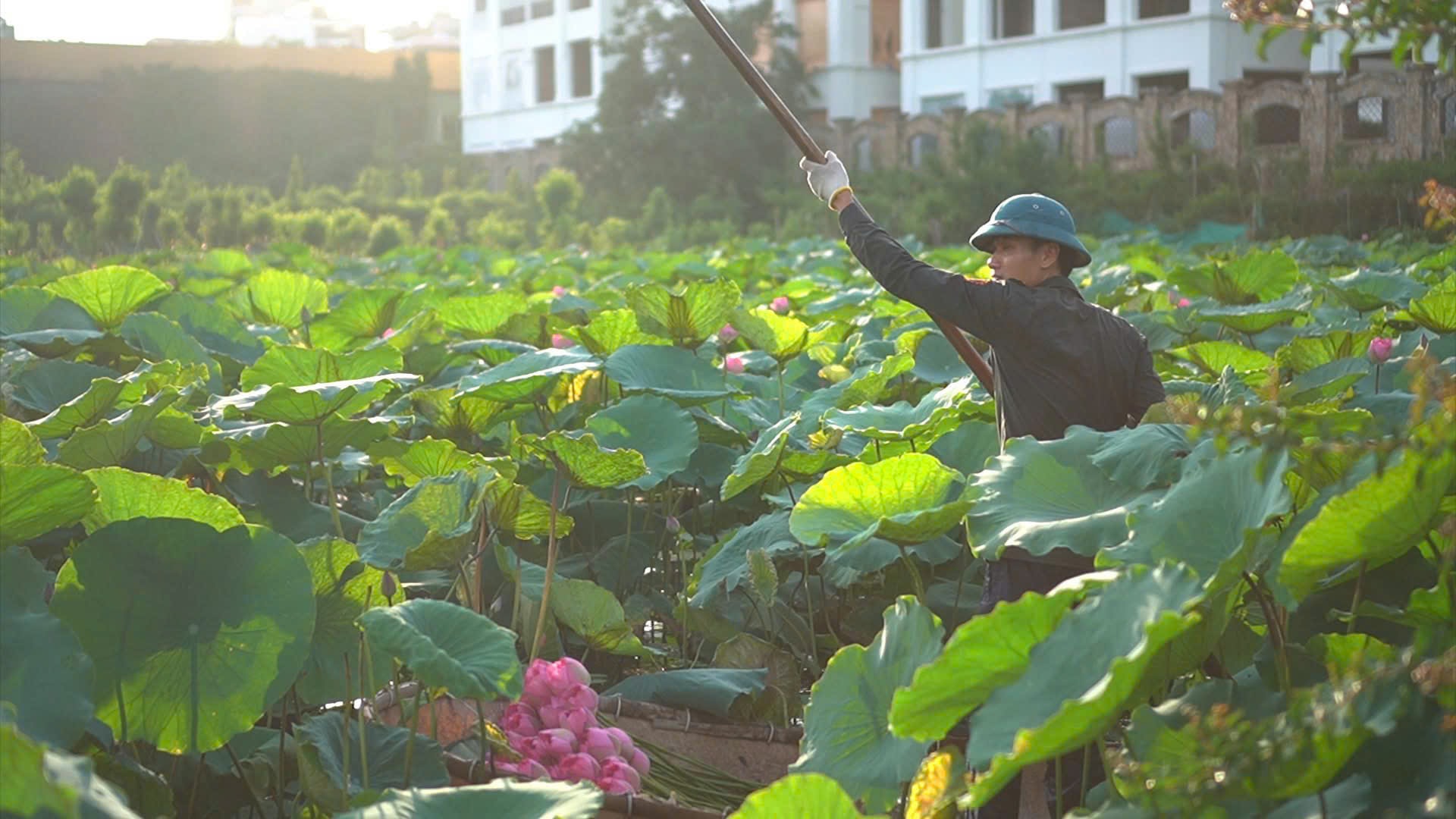 Người làm trà đã chèo thuyền ra đầm sen để hái những bông hoa vừa hé nở (Ảnh Đức Trí)