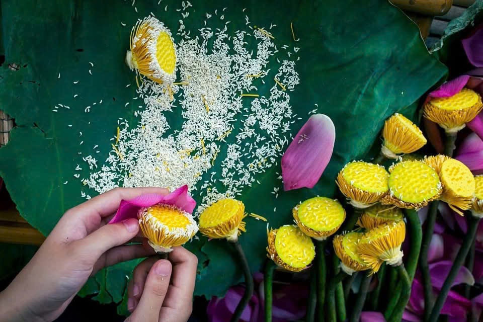 Trà sen Tây Hồ sản vật đã đi vào ký ức của nhiều thế hệ người Hà Nội (Ảnh Đức Trí)