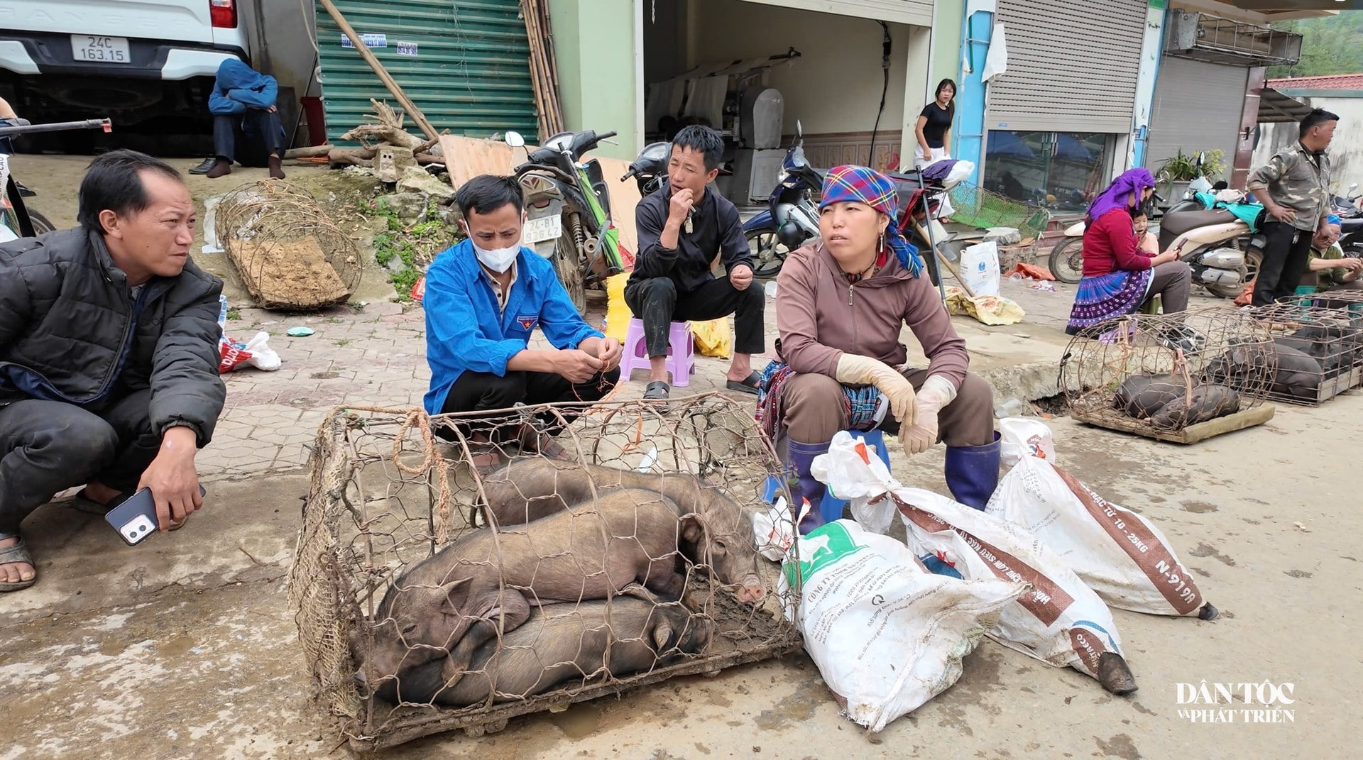 Các giống gia súc, gia cầm thuần chủng, mang giá trị kinh tế và bảo tồn cao tại vùng biên cương Si Ma Cai.