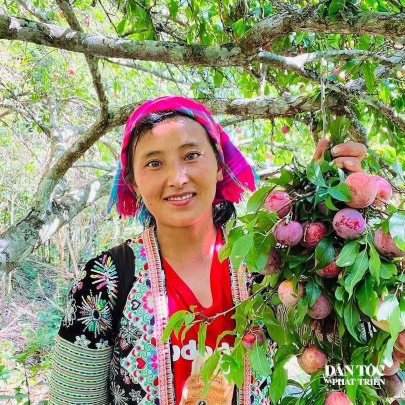 Vàng Thị Mỷ cựu học sinh K57 Trường Phổ thông Vùng cao Việt Bắc, từng xuất sắc trúng tuyển vào Trường Đại học Luật Hà Nội với số điểm 28,5