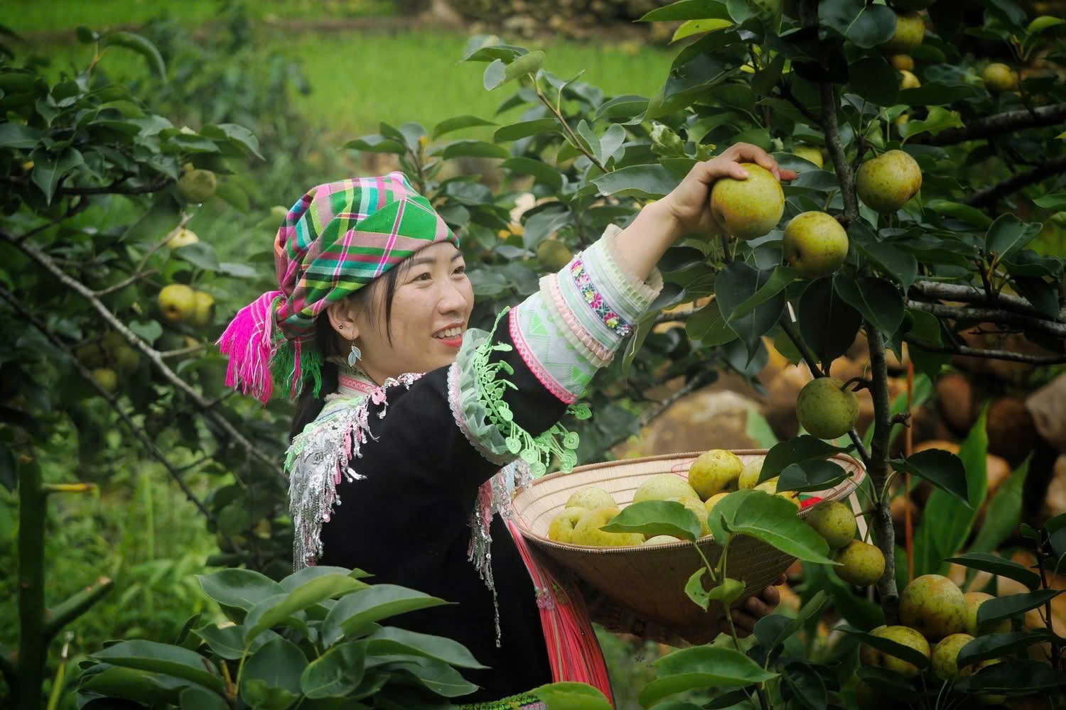 Vườn lê trở thành điểm dừng chân hấp dẫn trong hành trình khám phá Hồ Thầu (Bùi Đức Hùng)